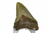 Juvenile Megalodon Tooth - North Carolina #172652-2